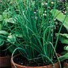 CHIVES*********HEIRLOOM***************1,000 SEED