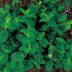 PEPPERMINT*******HERB*HEIRLOOM*****500 SEED