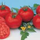 TOMATO**MOSKVICH****HEIRLOOM & ORGANIC****30 SEED