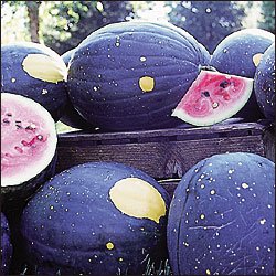WATERMELON**MOON & STARS***HEIRLOOM****10 SEED