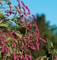 KISS ME OVER THE GARDEN GATE*****HEIRLOOM***50 SEED