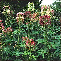 SPIDER FLOWER**MIXED CLEOME***HEIRLOOM***100 SEED