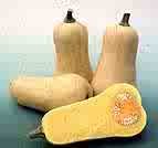 WALTHRAM BUTTERNUT SQUASH********25 SEED