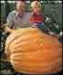 PUMPKIN**DILL'S ATLANTIC GIANT****************10 SEED