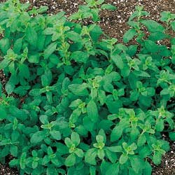 SWEET MARJORAM*******************500 SEED