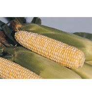 CORN*BI-COLOR SWEET**X-TRA TENDER****50 SEED