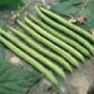 GREEN BEAN**PROVIDER***ORGANIC*******50 SEED