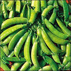 SWEET PEA**AMISH SNAP***HEIRLOOM****100 SEED
