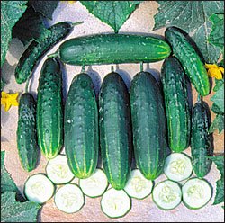 CUCUMBER**A&C PICKLING**HEIRLOOM***30 SEED