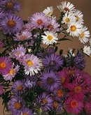 ASTER-BENARY'S COMPOSITION MIX***25 SEED