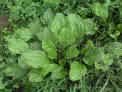PLANTAIN***HERB**HEIRLOOM***25 SEED