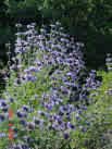 SAGE***HEIRLOOM & ORGANIC***50 SEED