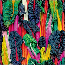 SWISS CHARD-FIVE COLOR SUGAR BEET**HEIRLOOM & ORGANIC***100 SEED