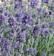 LAVENDER-LADY******250 SEED