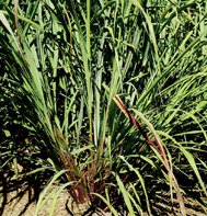 LEMON GRASS-EAST INDIAN*****30,000 SEED