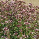 MARJORAM-WILD*********25,000 SEED