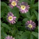 PASSION FLOWER*********15 SEEDS