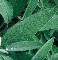 SAGE-EXTRAKTA*******700 SEED