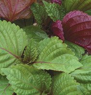 SHISO-BRITTON*******2,000 SEED