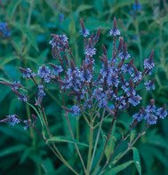 VERVAIN-BLUE********25,000 SEED