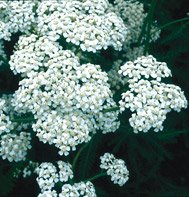 yARROW-PROA*********25,000 SEED