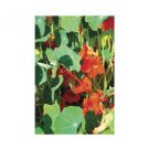 NASTURTIUM-EMPRESS OF INDIA****HEIRLOOM***