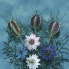 NIGELLA-LOVE-IN-A-MIST****HEIRLOOM****2,500 SEED