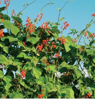 SCARLET RUNNER BEAN****HEIRLOOM*****100 SEED