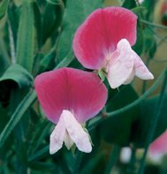 SWEET PEA-PAINTED LADY***HEIRLOOM*****150 SEED