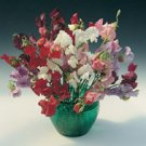 SWEET PEA-ROYAL MIX***NEIRLOOM****150 SEED