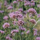 VERBENA-BONARIENSIS*****HEIRLOOM****1,000 SEED