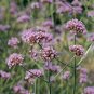 VERBENA-BONARIENSIS*****HEIRLOOM****1,000 SEED