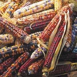 CORN-MANDRIN BRIDE**HEIRLOOM & ORGANIC****250 SEED