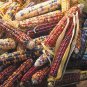 CORN-MANDRIN BRIDE**HEIRLOOM & ORGANIC****250 SEED