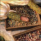 CORN-OAXACAN GREEN DENT**8HEIRLOOM****300 SEED