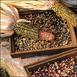 CORN-OAXACAN GREEN DENT**8HEIRLOOM****300 SEED