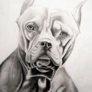 Pitbull