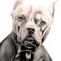 Pitbull