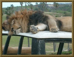 Sleep