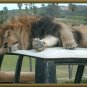 Sleep