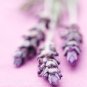 Lavender Vanilla - All Natural Goat Milk Soap - Oval Rose Bar