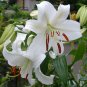 White Lily & Amber - All Natural Goat Milk Soap