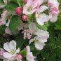 Orchard & Nectar - All Natural Goat Milk Soap
