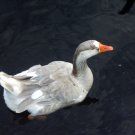 Rubber Ducky