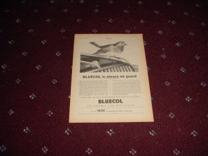1954 Bluecol Antifreeze ad from the UK