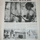 1951 Natural Rubber Bureau ad