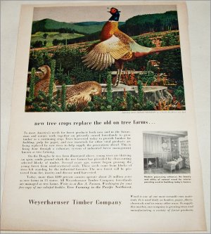 1953 Weyerhauser Timber Company Pheasants ad