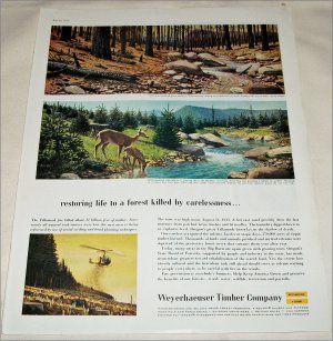 1959 Weyerhauser Timber Company Carelessness ad