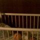 BABY CRADLE