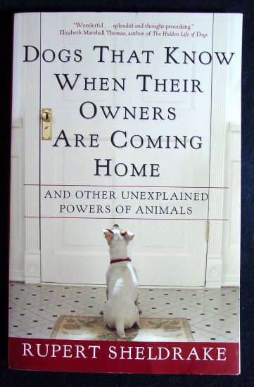 Dogs that know when their owners are coming home